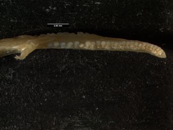 Media type: image;   Herpetology R-132057